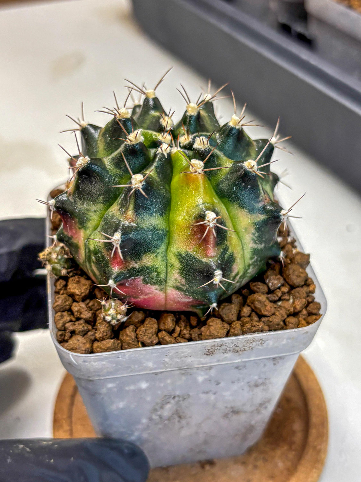 Gymnocalycium Tequila (gy5) (2) | Collectable