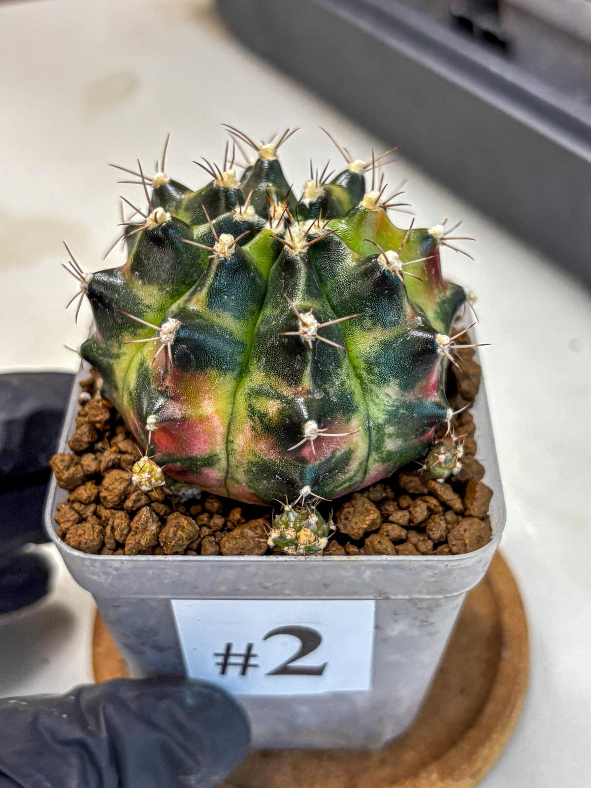 Gymnocalycium Tequila (gy5) (2) | Collectable