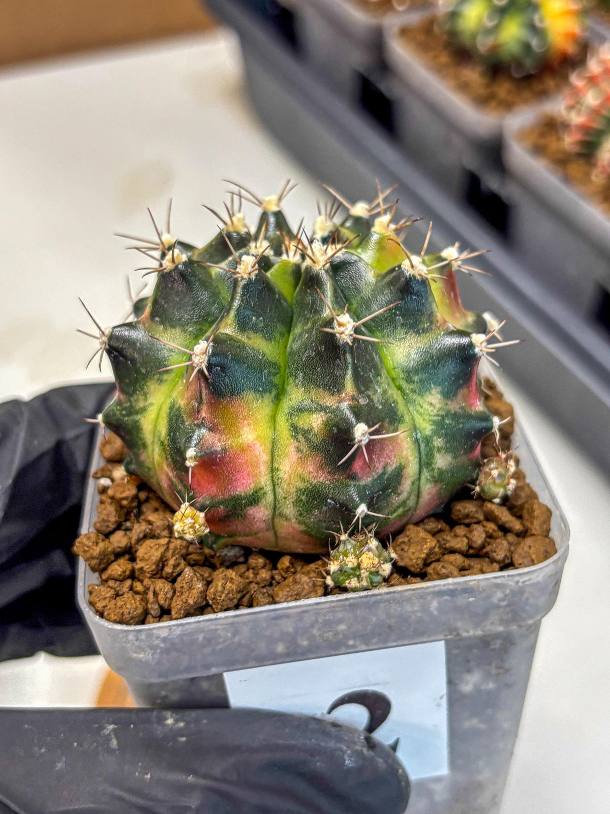 Gymnocalycium Tequila (gy5) (2) | Collectable