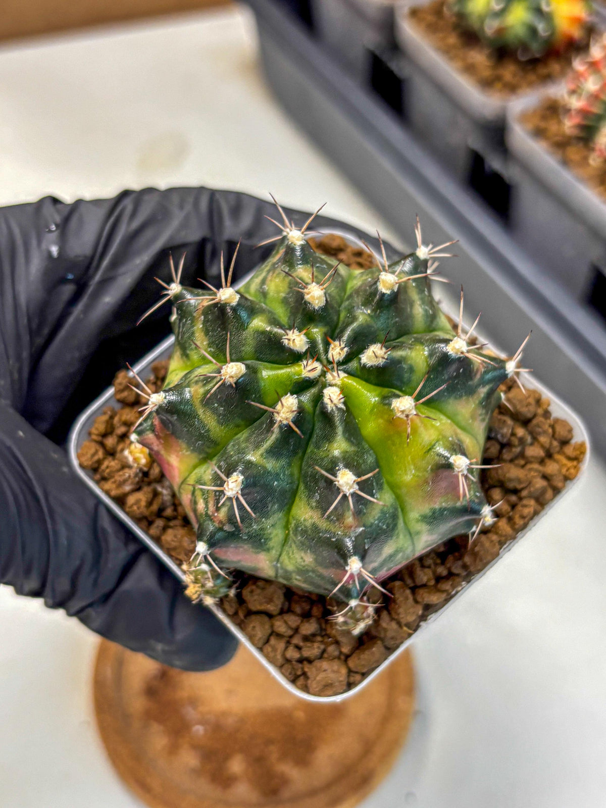 Gymnocalycium Tequila (gy5) (2) | Collectable