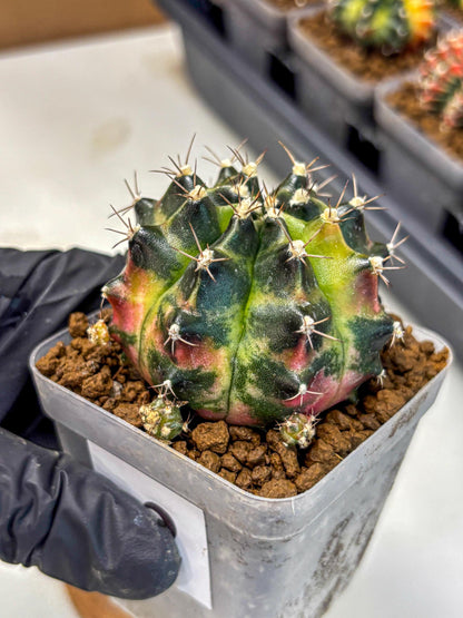 Gymnocalycium Tequila (gy5) (2) | Collectable