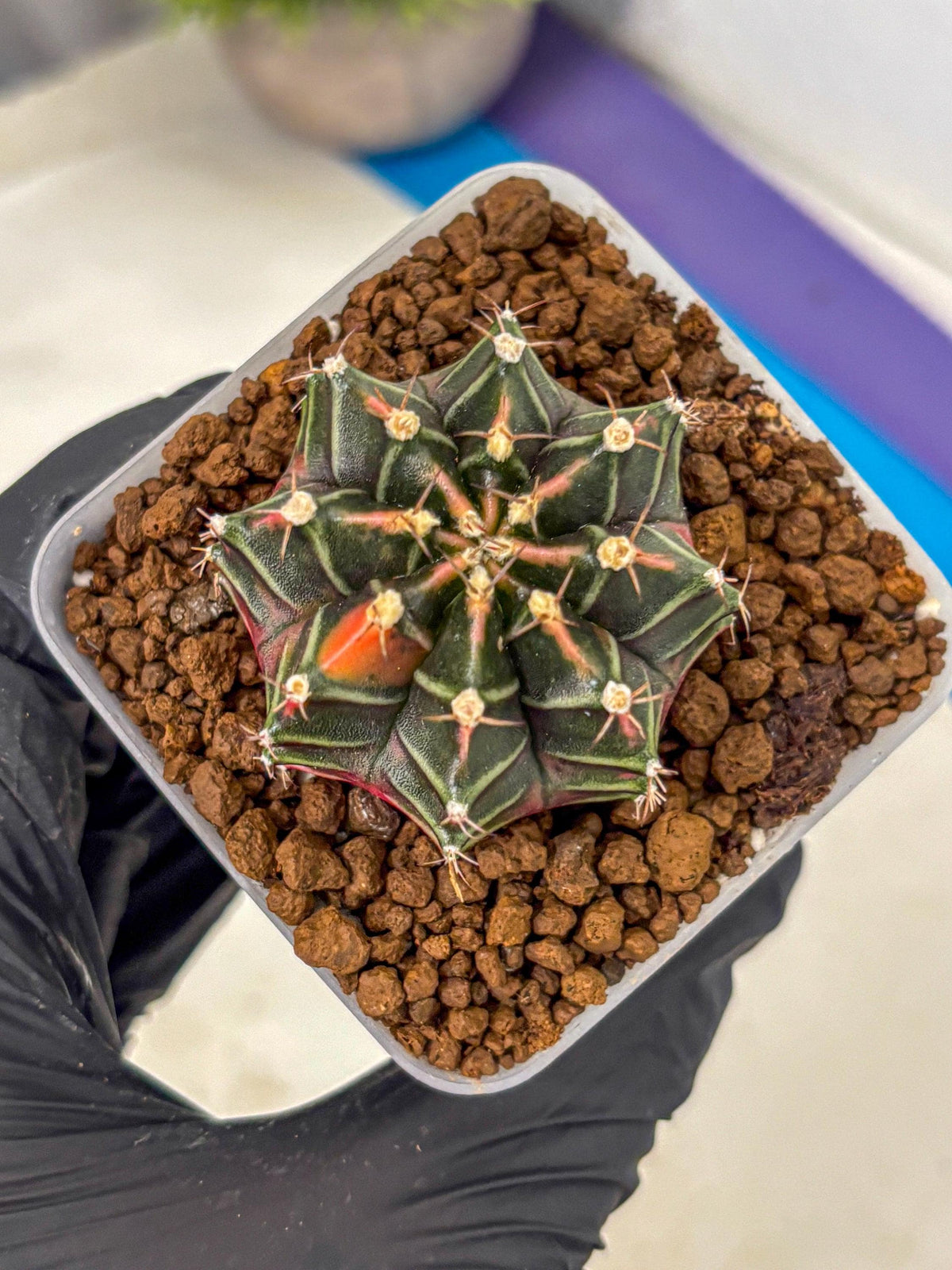 Gymnocalycium Garnet (gy5) (14) | Variegated cactus