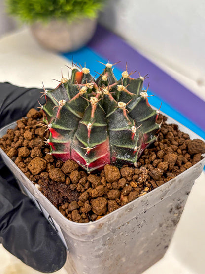 Gymnocalycium Garnet (gy5) (14) | Variegated cactus