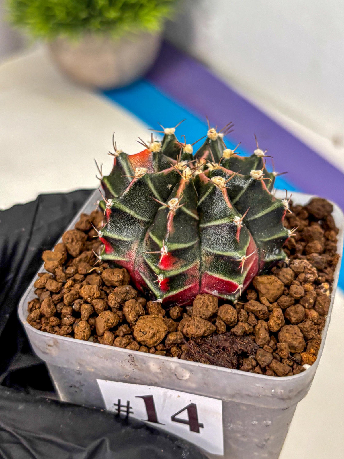 Gymnocalycium Garnet (gy5) (14) | Variegated cactus