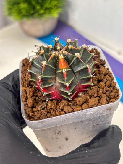 Gymnocalycium Garnet (gy5) (14) | Variegated cactus