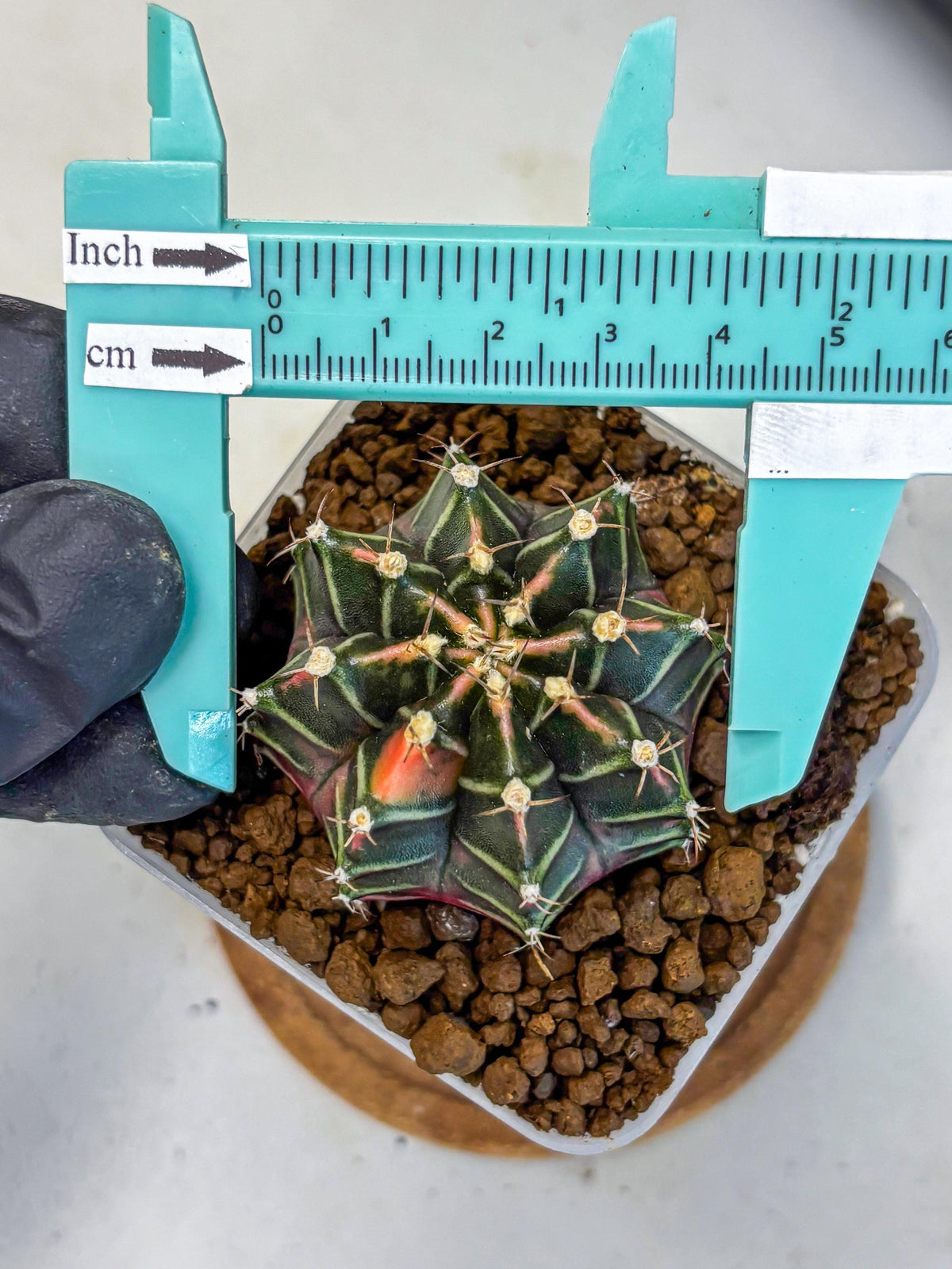 Gymnocalycium Garnet (gy5) (14) | Variegated cactus