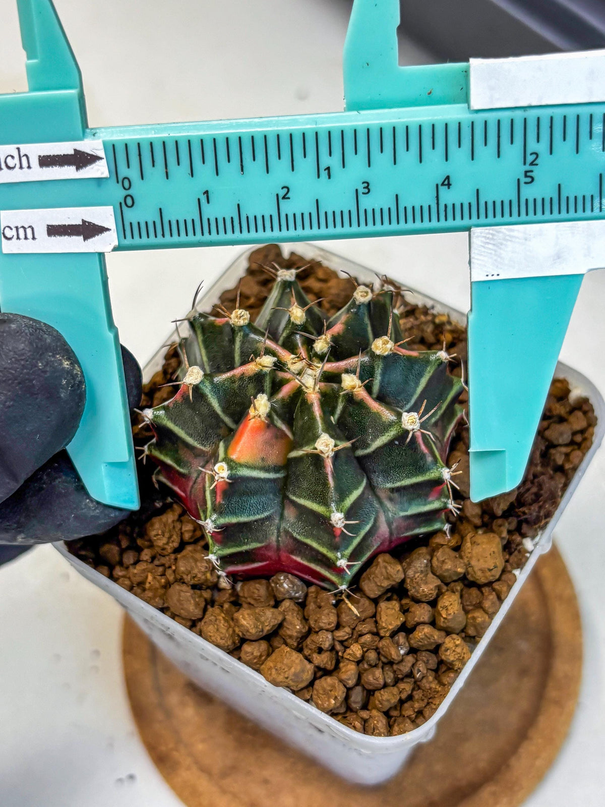 Gymnocalycium Garnet (gy5) (14) | Variegated cactus