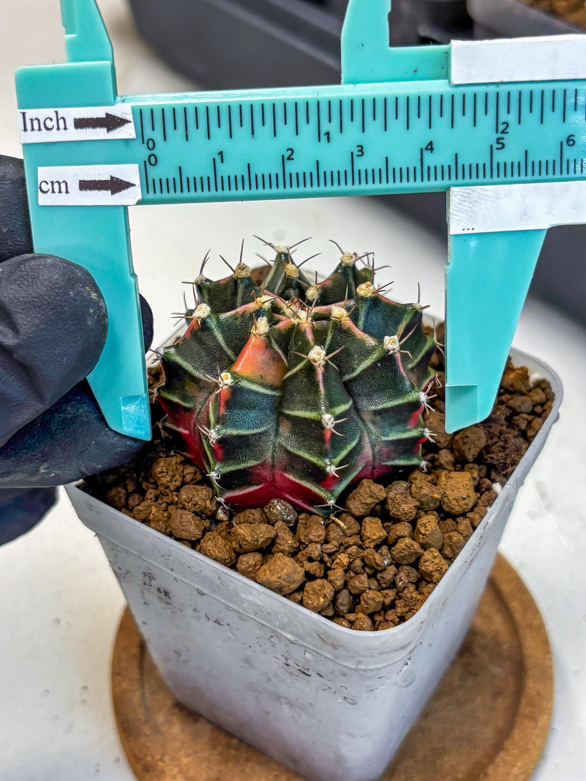 Gymnocalycium Garnet (gy5) (14) | Variegated cactus