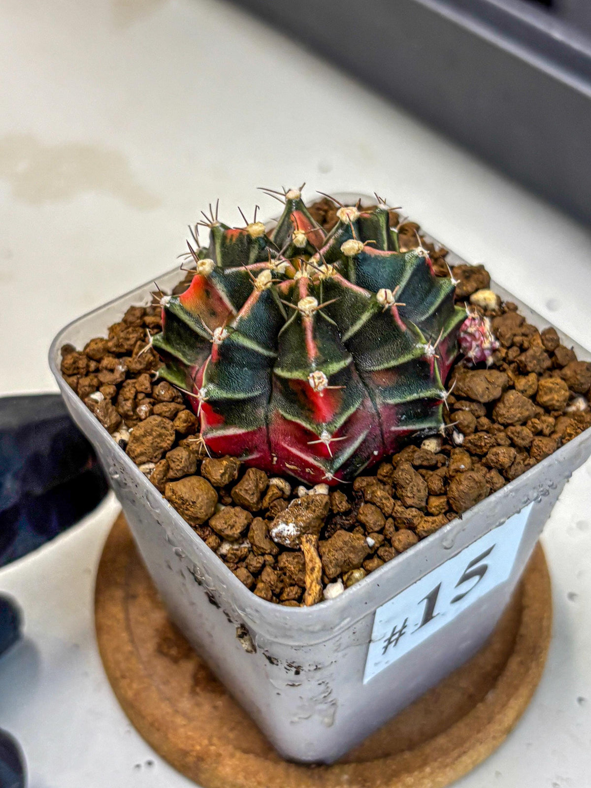 Gymnocalycium Garnet (gy5) (15) | Variegated cactus