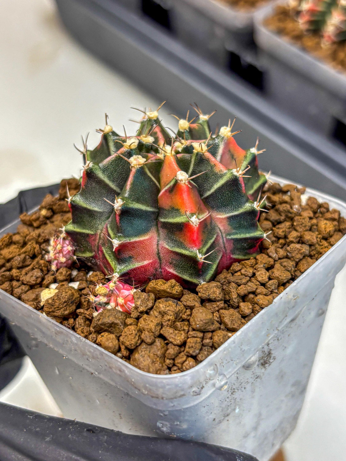 Gymnocalycium Garnet (gy5) (15) | Variegated cactus