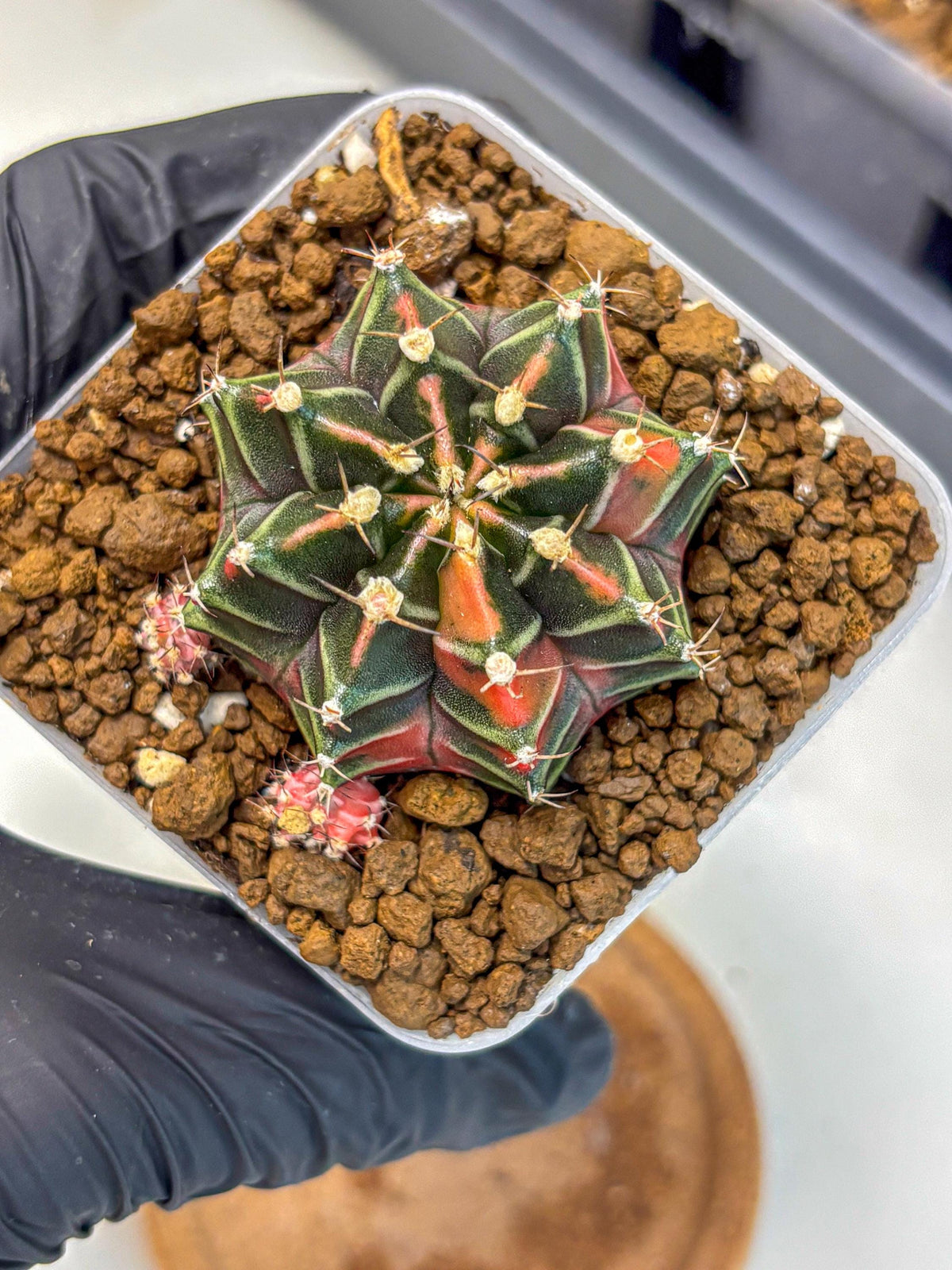 Gymnocalycium Garnet (gy5) (15) | Variegated cactus