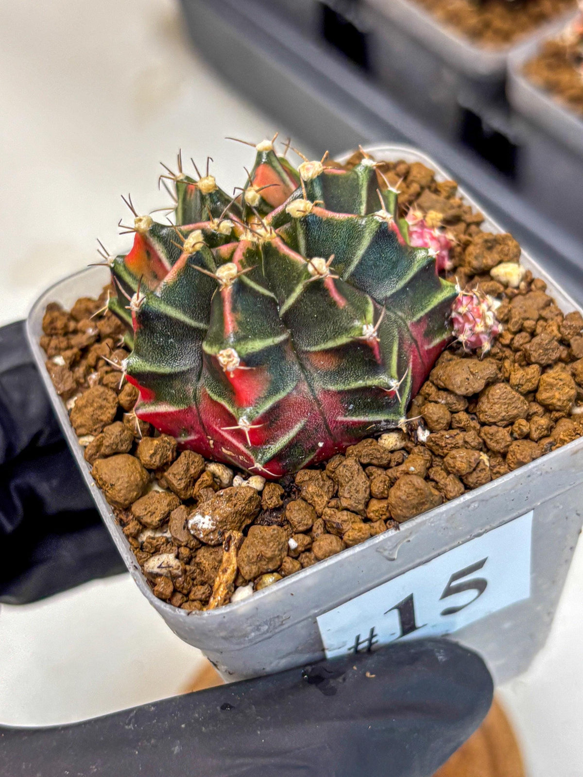 Gymnocalycium Garnet (gy5) (15) | Variegated cactus