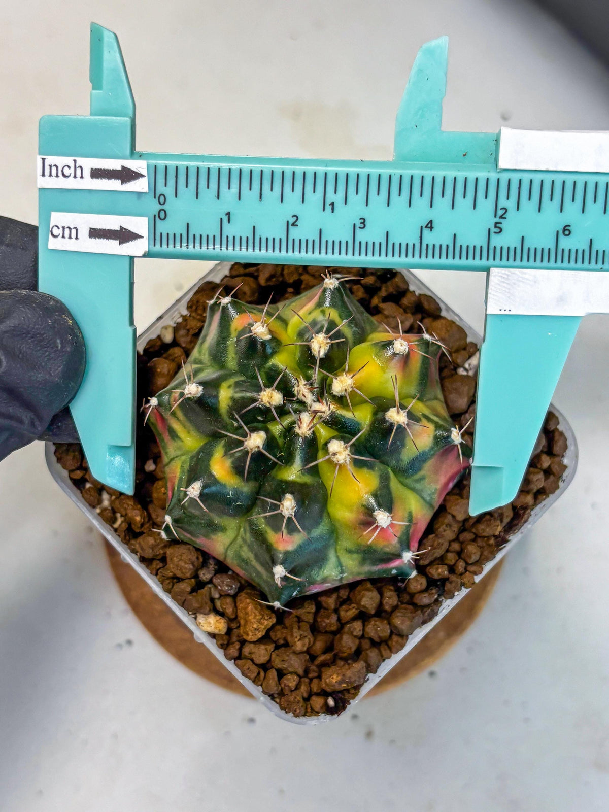 Gymnocalycium Tequila (gy5) (17) | Collectable