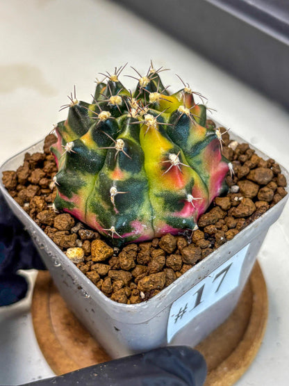 Gymnocalycium Tequila (gy5) (17) | Collectable