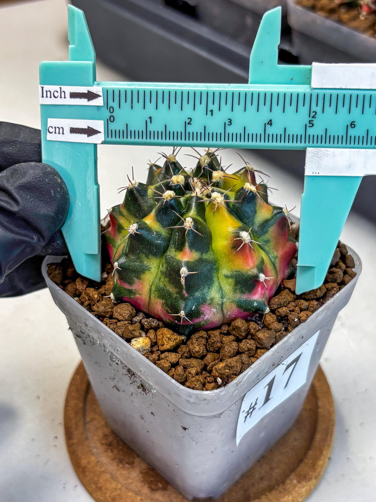 Gymnocalycium Tequila (gy5) (17) | Collectable