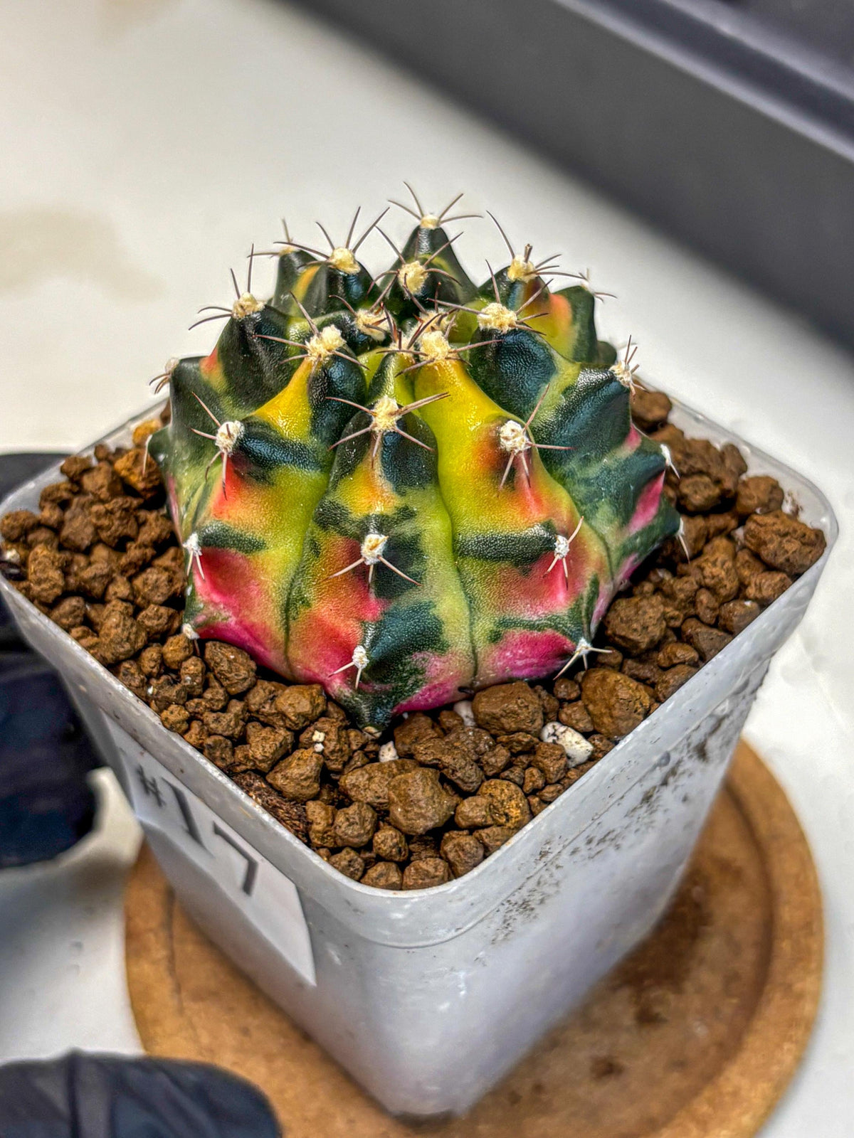 Gymnocalycium Tequila (gy5) (17) | Collectable
