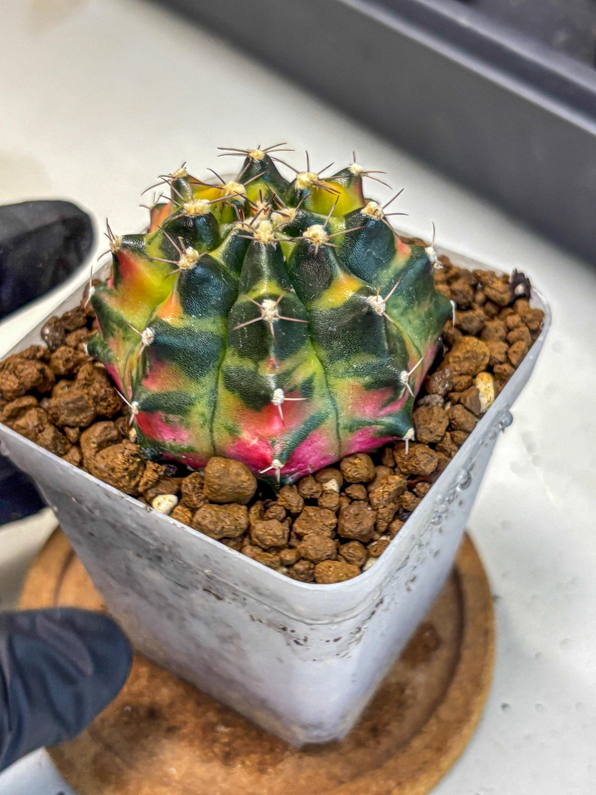 Gymnocalycium Tequila (gy5) (17) | Collectable