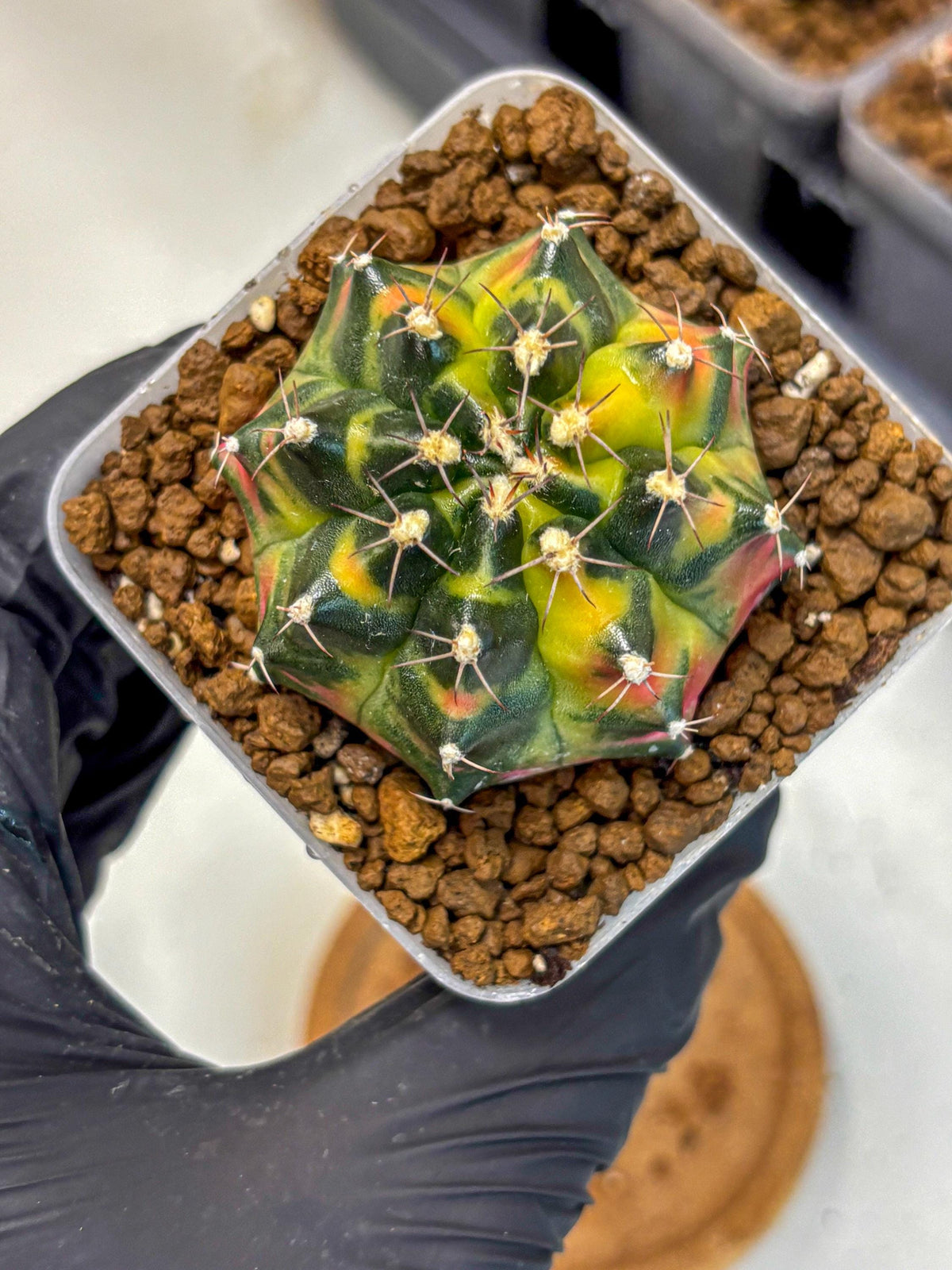 Gymnocalycium Tequila (gy5) (17) | Collectable