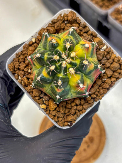 Gymnocalycium Tequila (gy5) (17) | Collectable