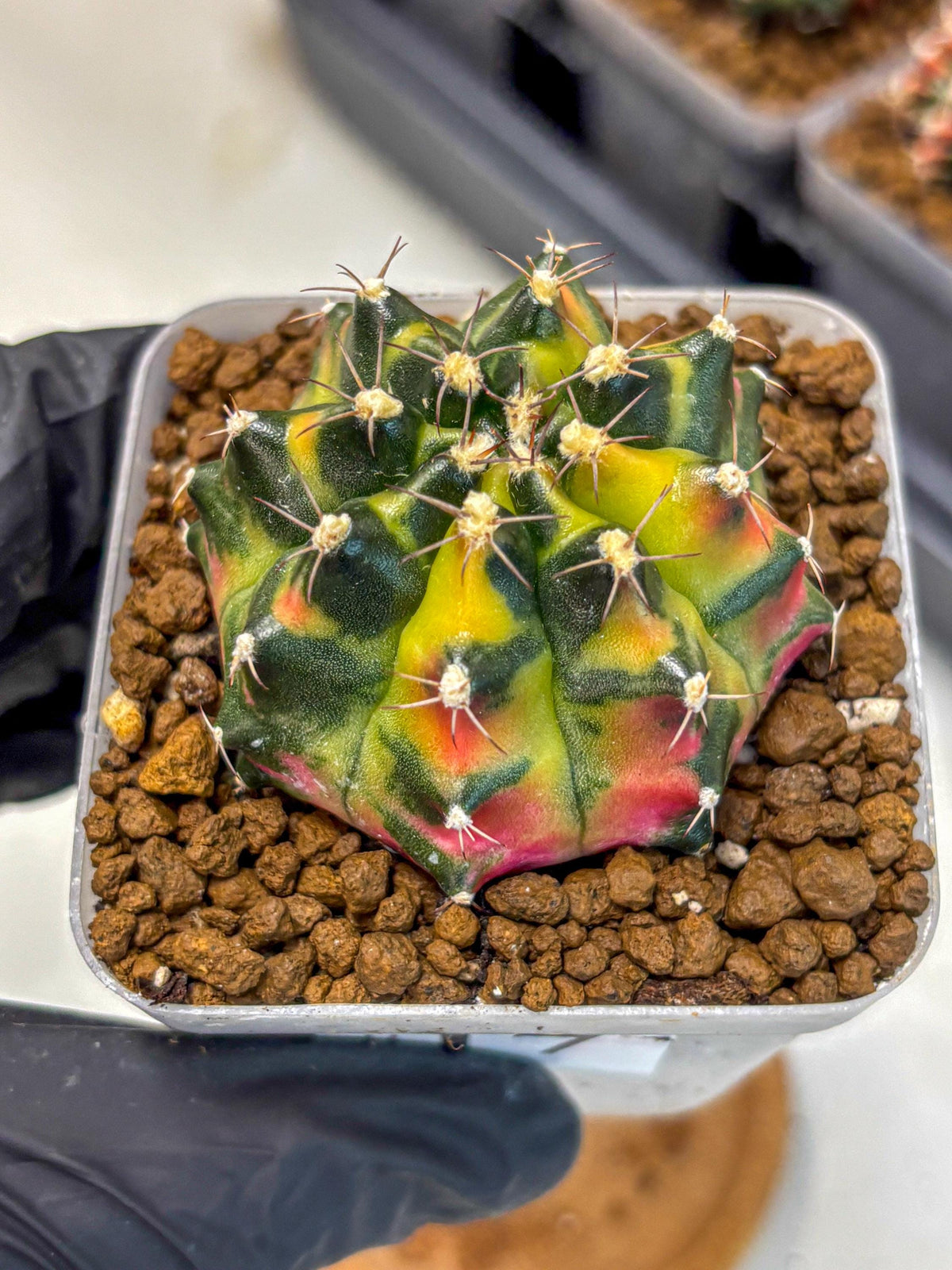 Gymnocalycium Tequila (gy5) (17) | Collectable