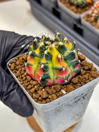 Gymnocalycium Tequila (gy5) (17) | Collectable