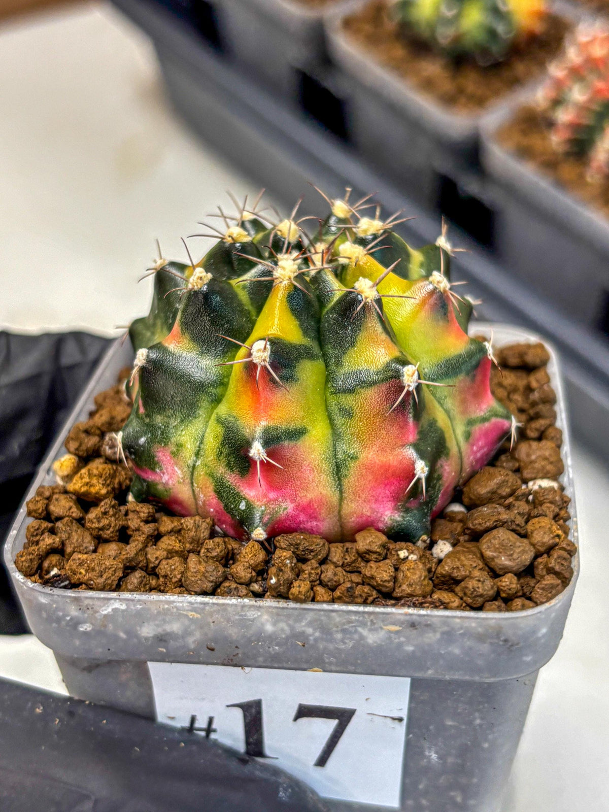 Gymnocalycium Tequila (gy5) (17) | Collectable