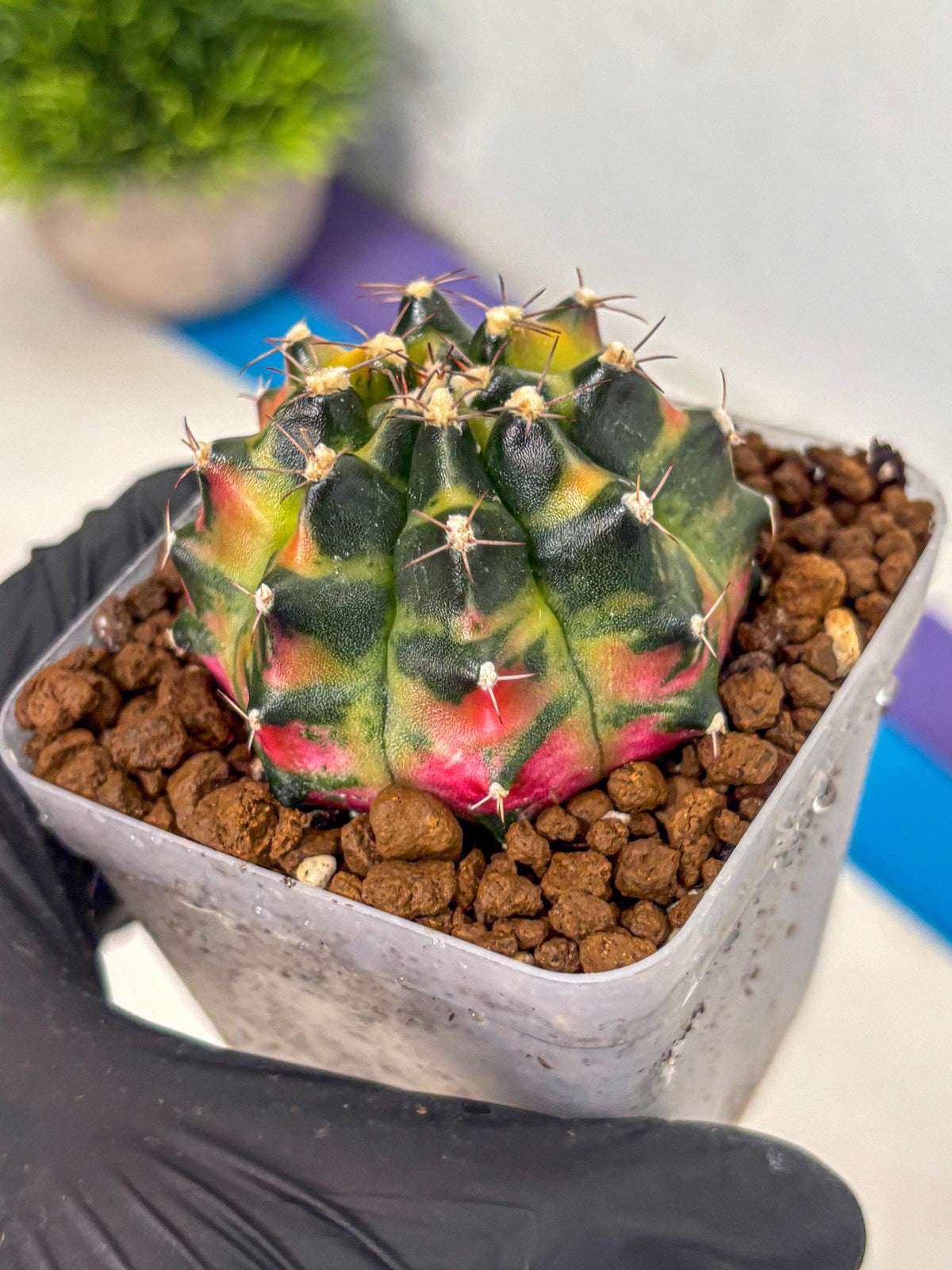 Gymnocalycium Tequila (gy5) (17) | Collectable