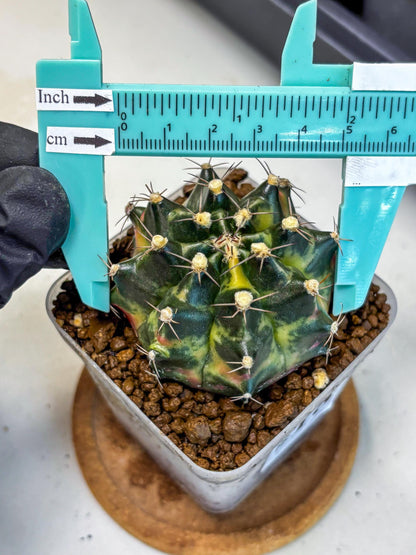 Gymnocalycium Tequila (gy5) (18) | Collectable