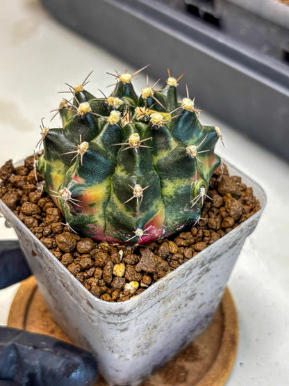 Gymnocalycium Tequila (gy5) (18) | Collectable