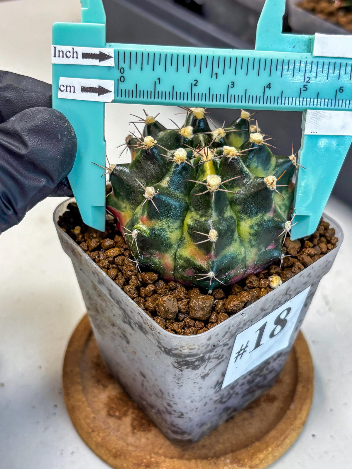 Gymnocalycium Tequila (gy5) (18) | Collectable