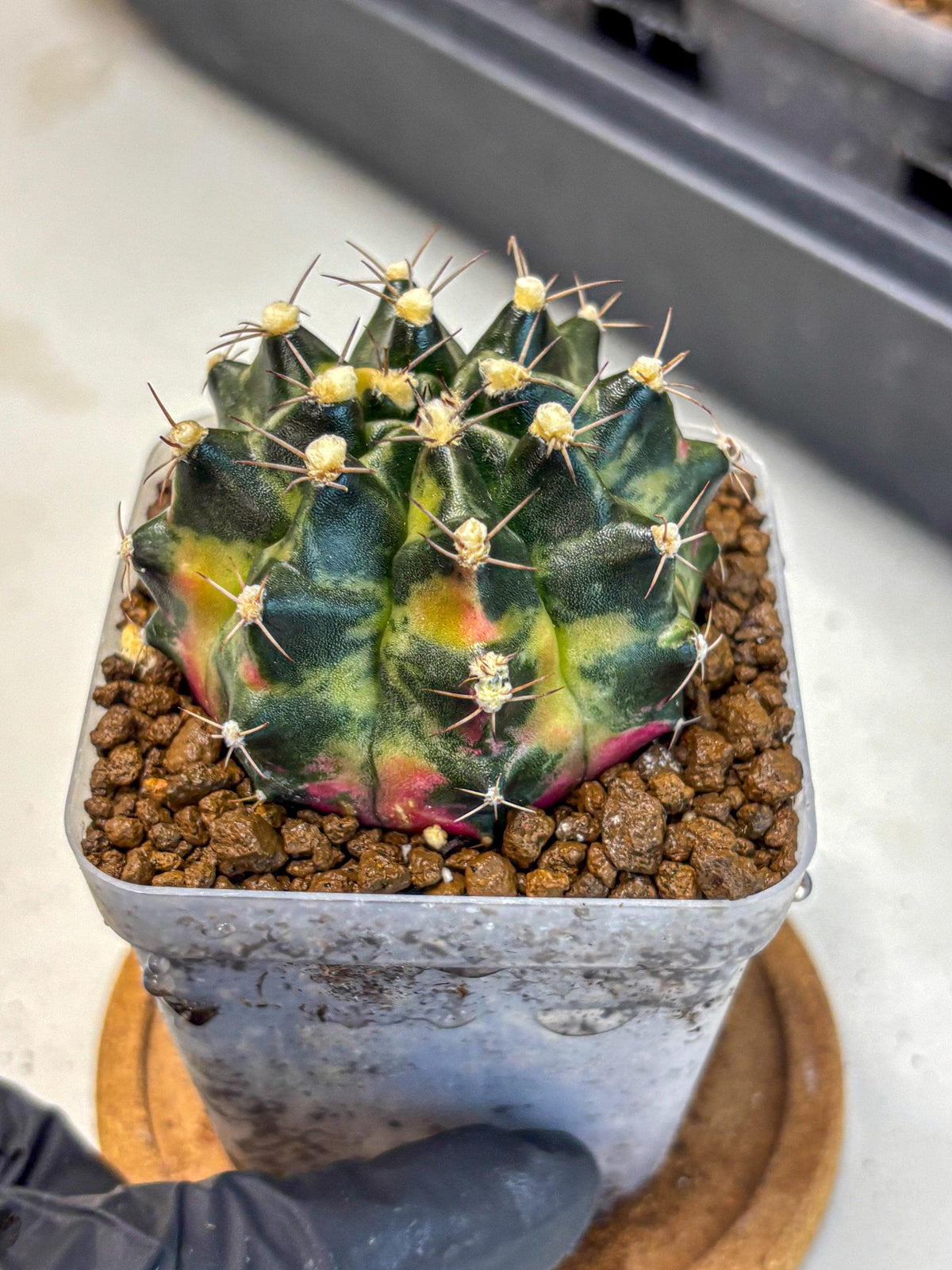 Gymnocalycium Tequila (gy5) (18) | Collectable