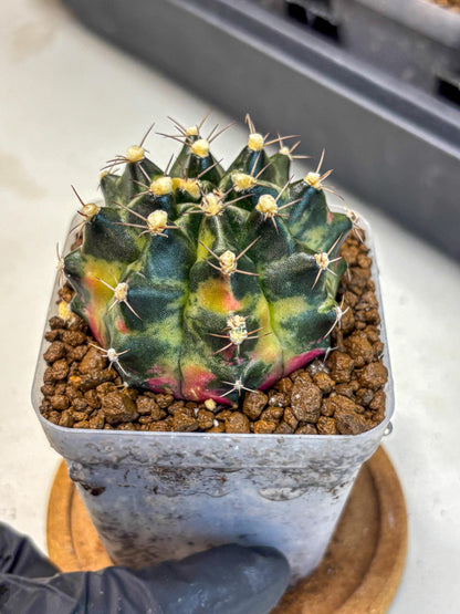 Gymnocalycium Tequila (gy5) (18) | Collectable