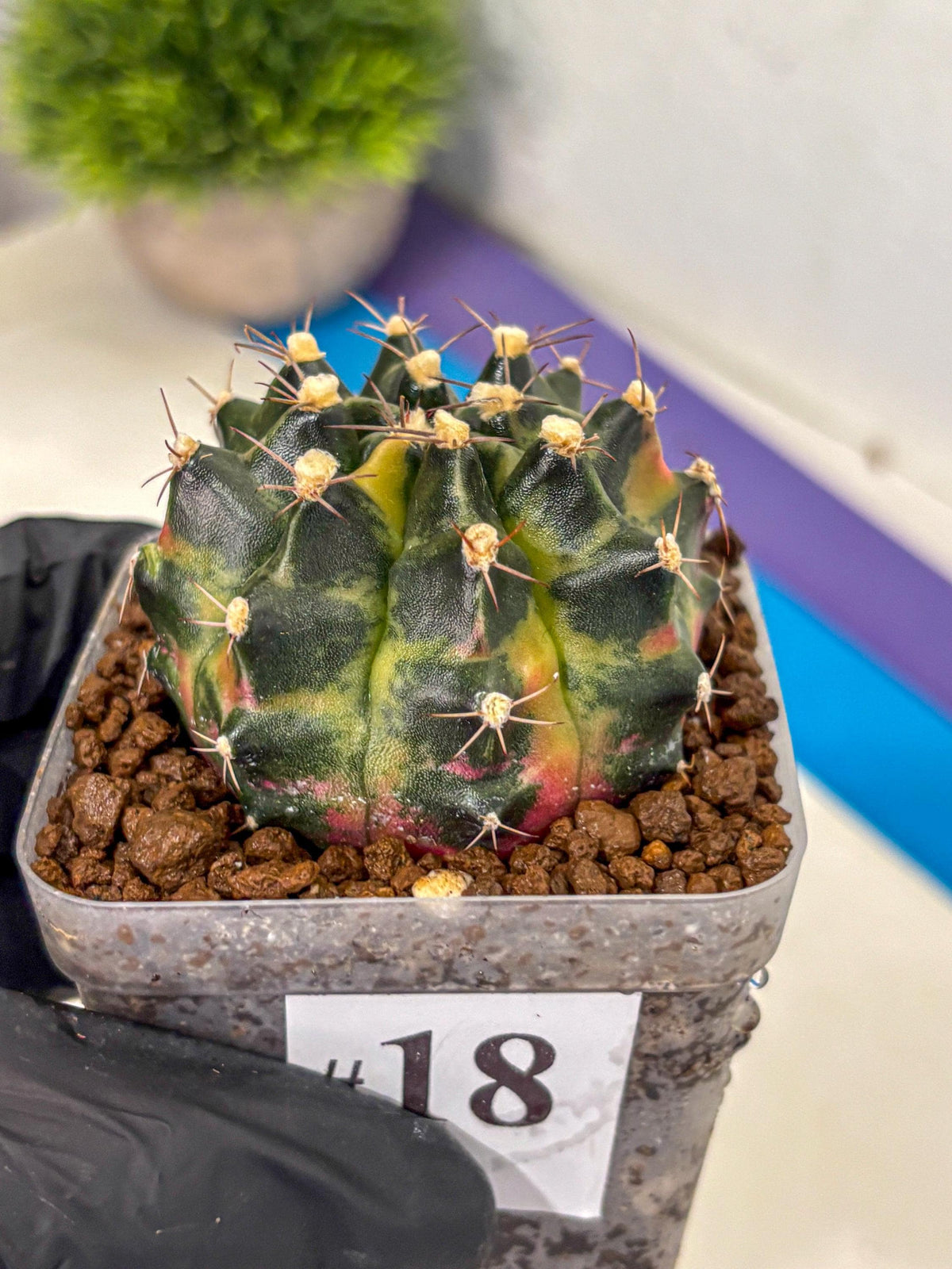 Gymnocalycium Tequila (gy5) (18) | Collectable