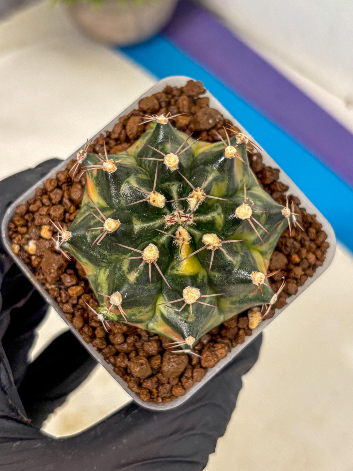 Gymnocalycium Tequila (gy5) (18) | Collectable