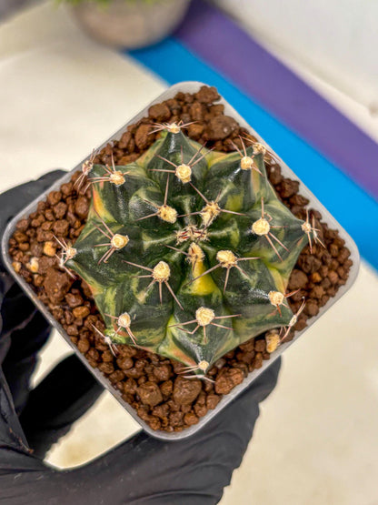 Gymnocalycium Tequila (gy5) (18) | Collectable
