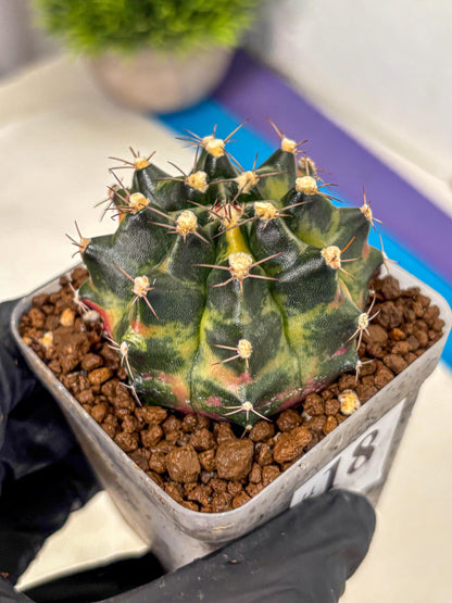 Gymnocalycium Tequila (gy5) (18) | Collectable