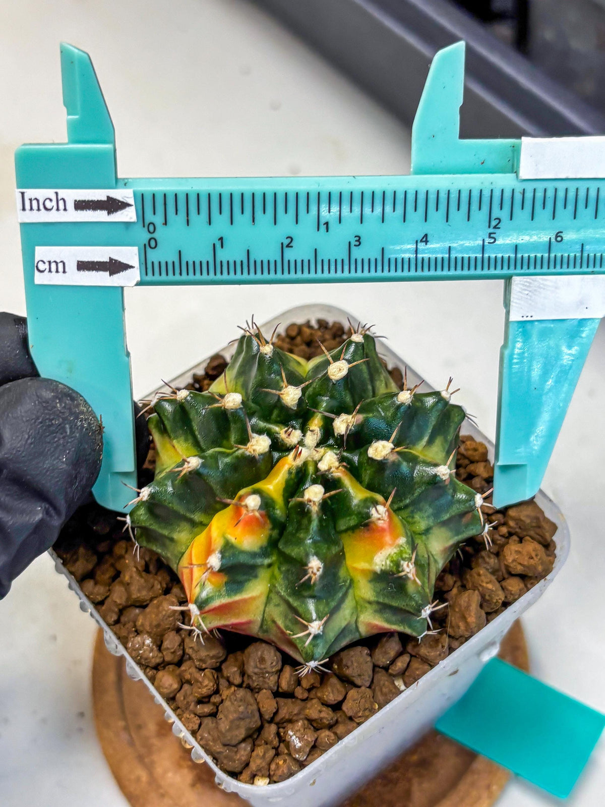 Gymnocalycium Obama (gy5) (gg) | Variegated cactus