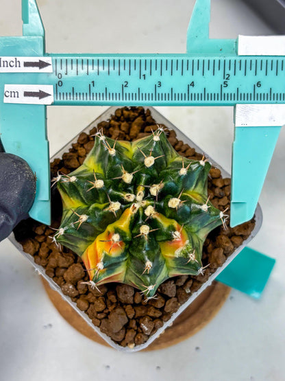 Gymnocalycium Obama (gy5) (gg) | Variegated cactus
