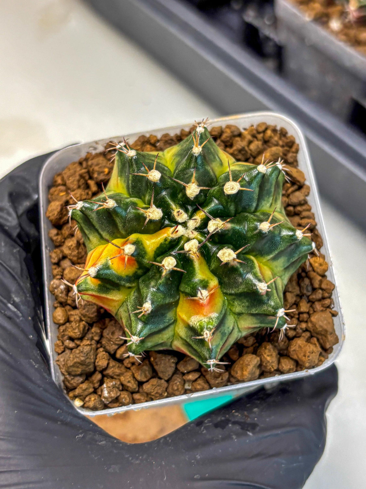 Gymnocalycium Obama (gy5) (gg) | Variegated cactus