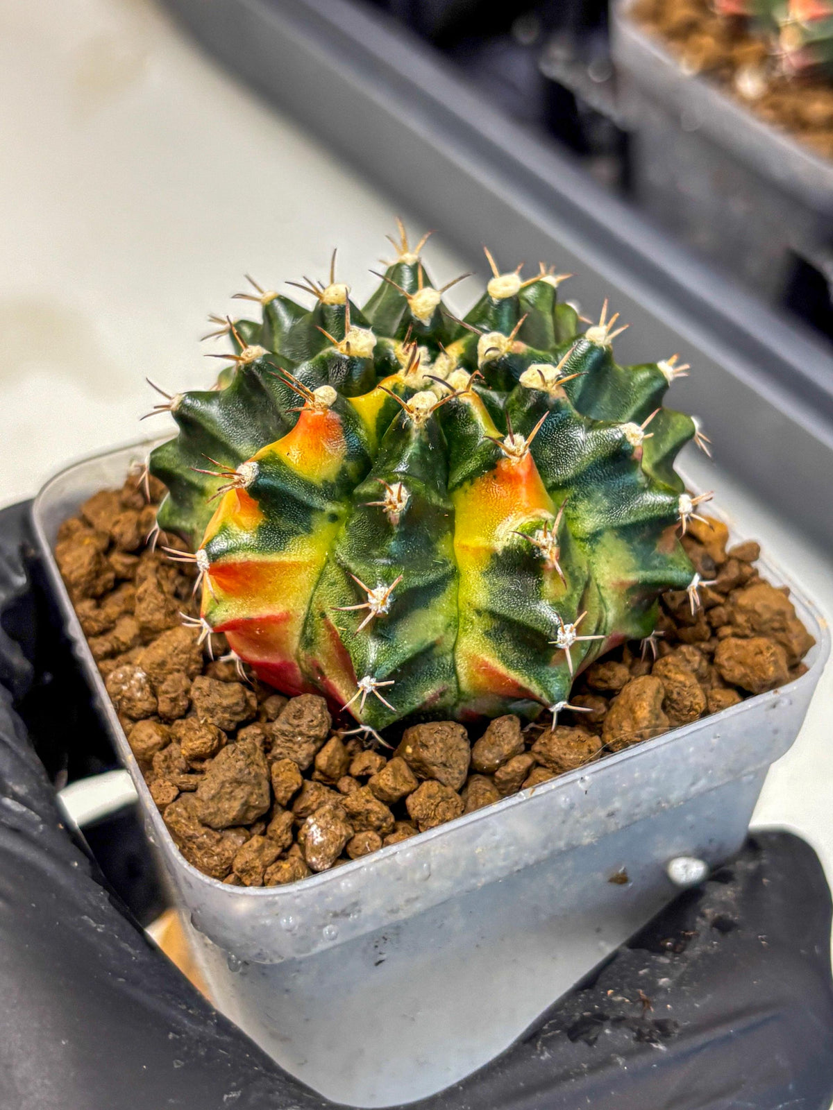 Gymnocalycium Obama (gy5) (gg) | Variegated cactus