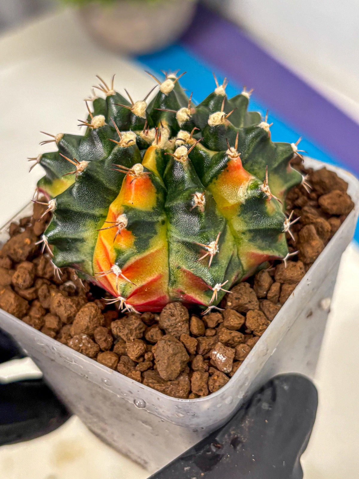 Gymnocalycium Obama (gy5) (gg) | Variegated cactus