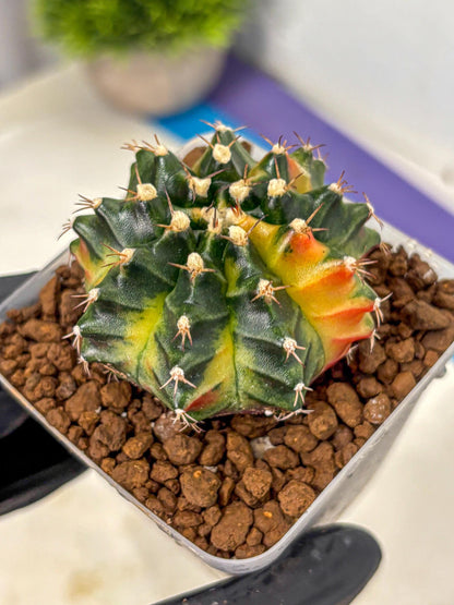 Gymnocalycium Obama (gy5) (gg) | Variegated cactus