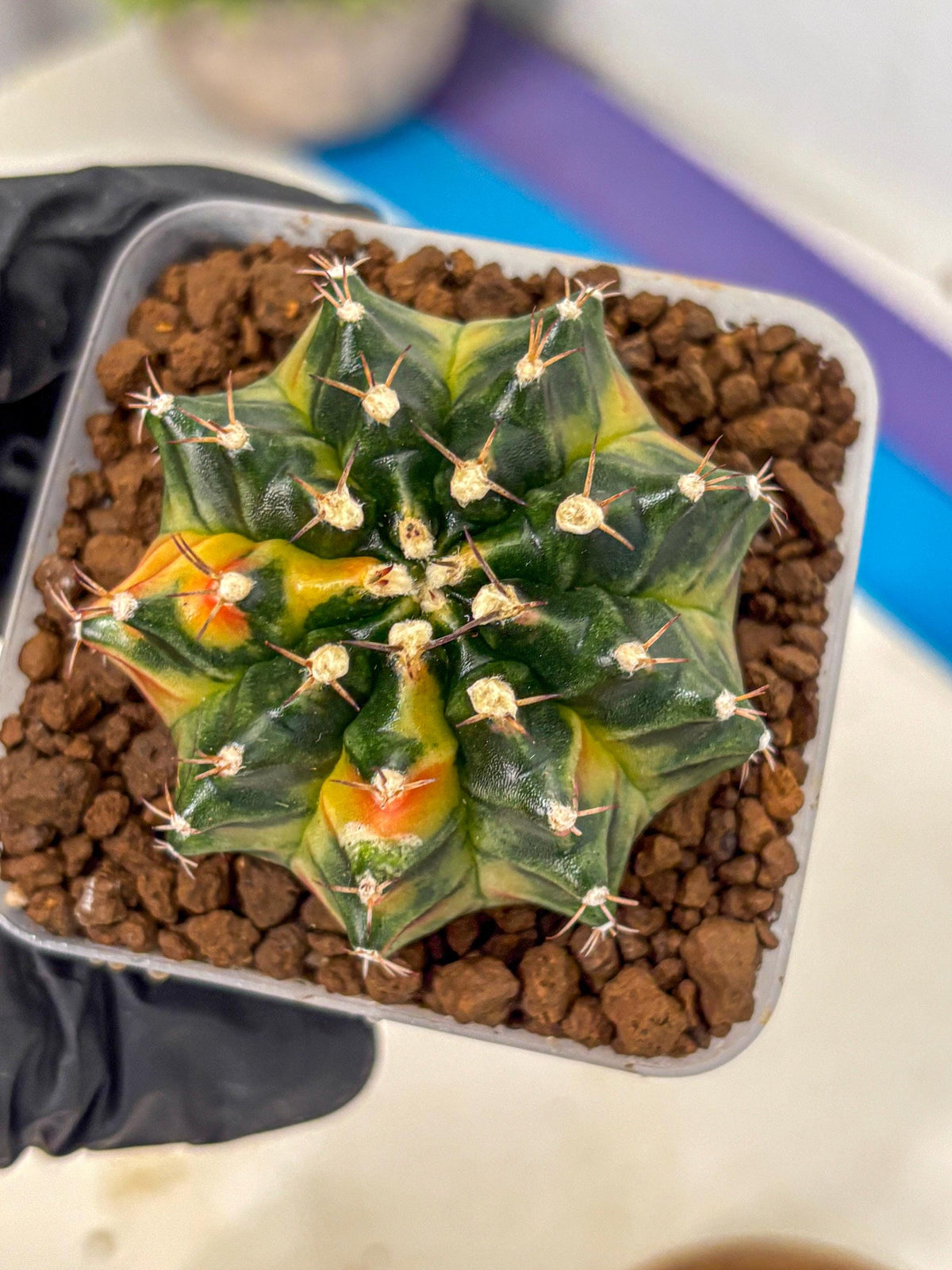 Gymnocalycium Obama (gy5) (gg) | Variegated cactus