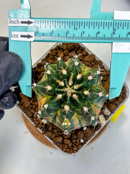 Gymnocalycium Obama (gy5) (yy) | Variegated cactus