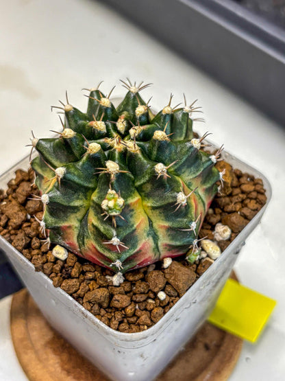 Gymnocalycium Obama (gy5) (yy) | Variegated cactus