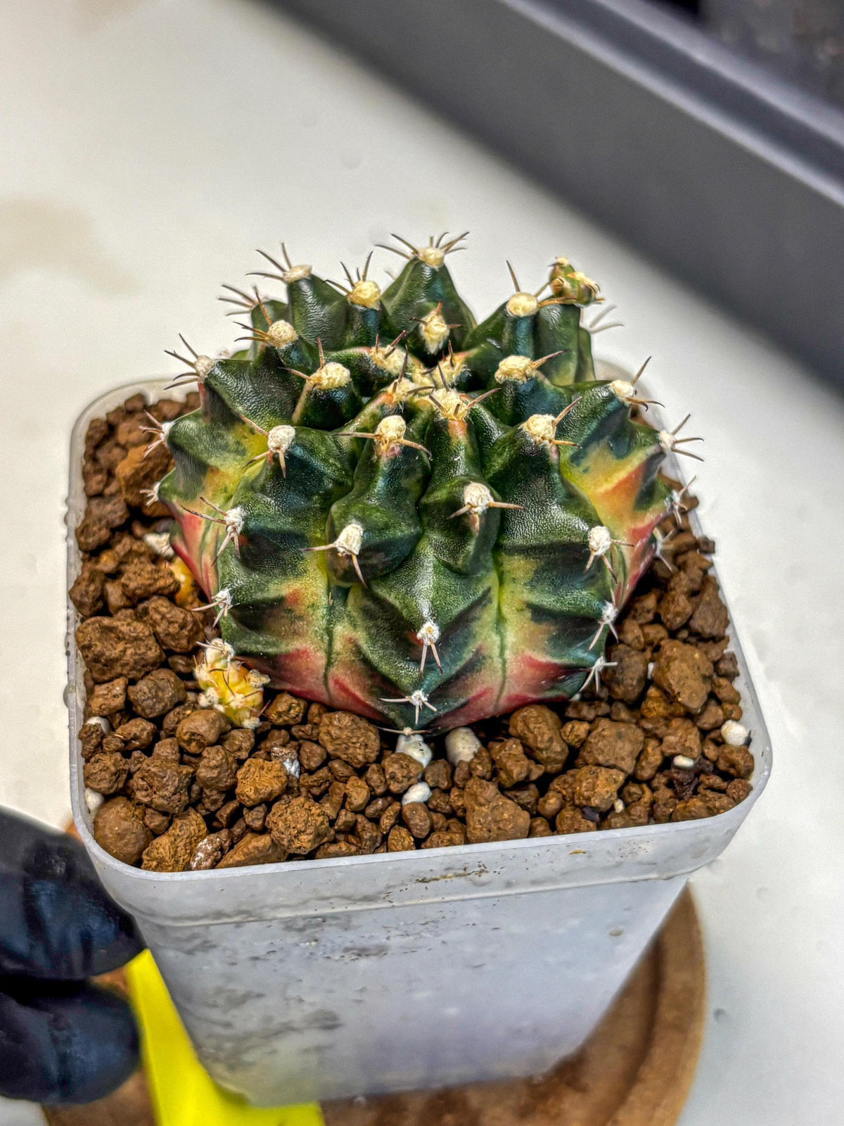 Gymnocalycium Obama (gy5) (yy) | Variegated cactus