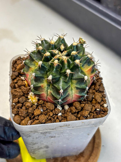 Gymnocalycium Obama (gy5) (yy) | Variegated cactus