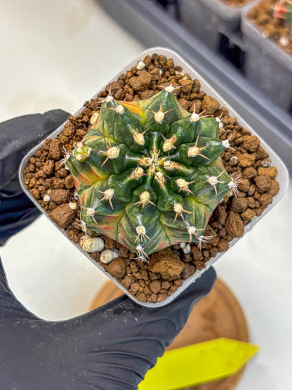 Gymnocalycium Obama (gy5) (yy) | Variegated cactus