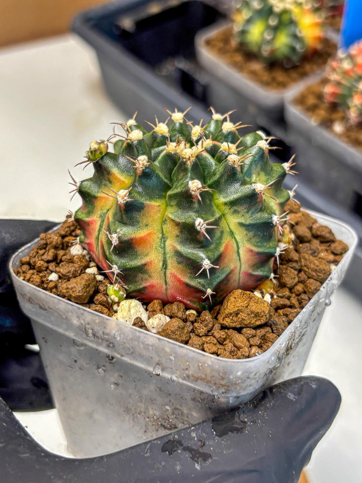 Gymnocalycium Obama (gy5) (yy) | Variegated cactus