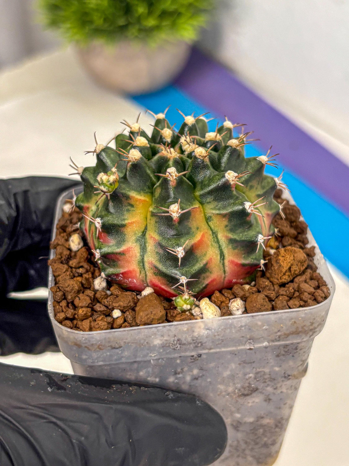 Gymnocalycium Obama (gy5) (yy) | Variegated cactus